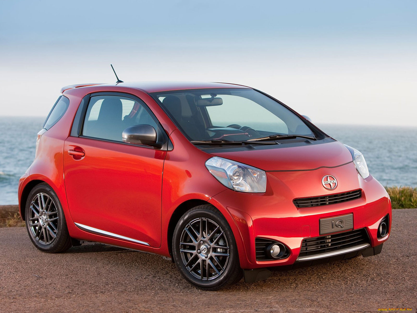 , scion